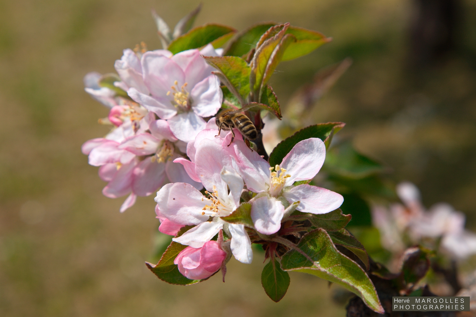 Abeille-01.jpg
