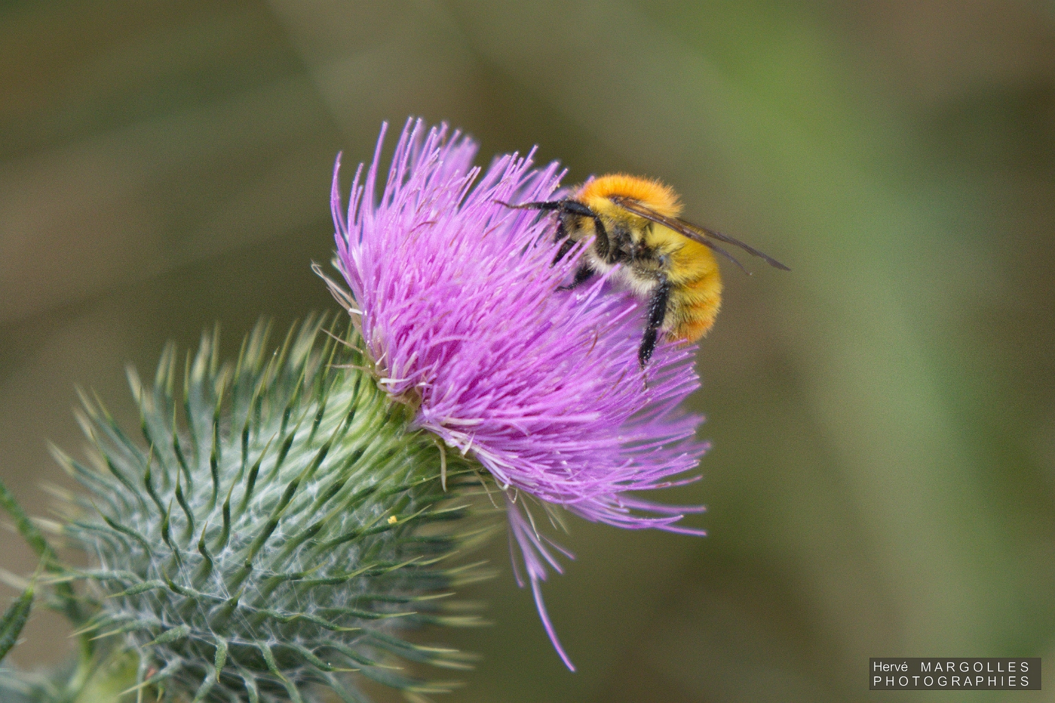 Abeille-02.jpg