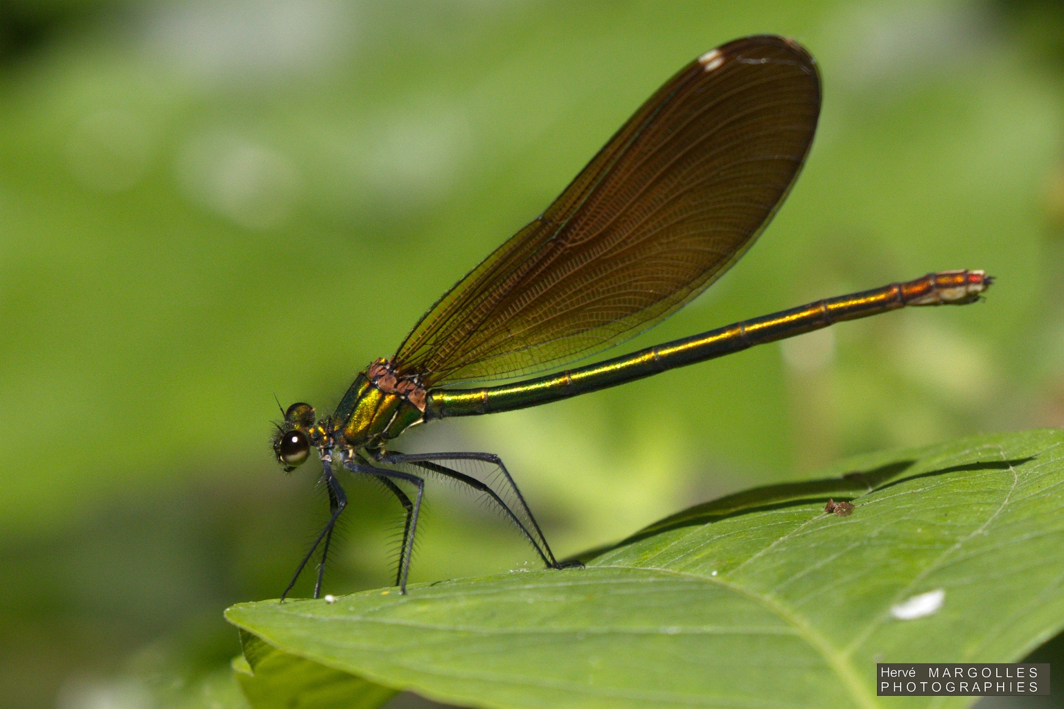 Libellule-04.jpg