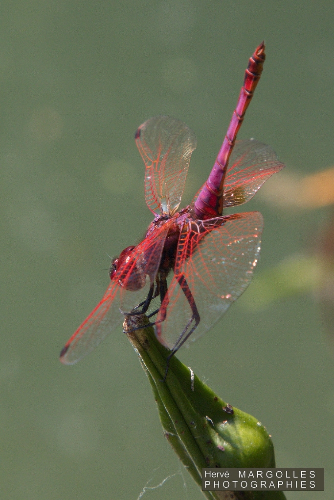Libellule-05.jpg