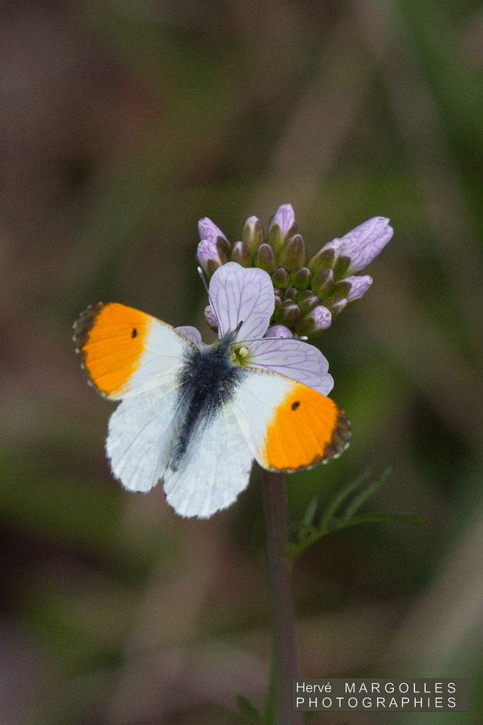 Papillon_Aurore.jpg