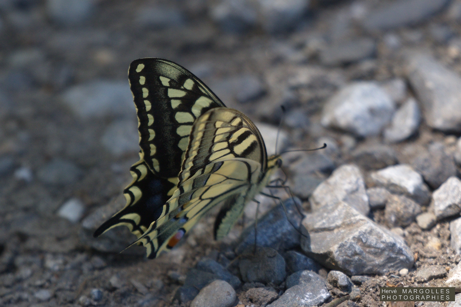 Papillon_Machaon_01.jpg