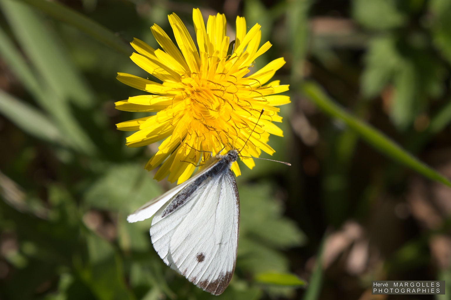 Papillon_Souci-02.jpg