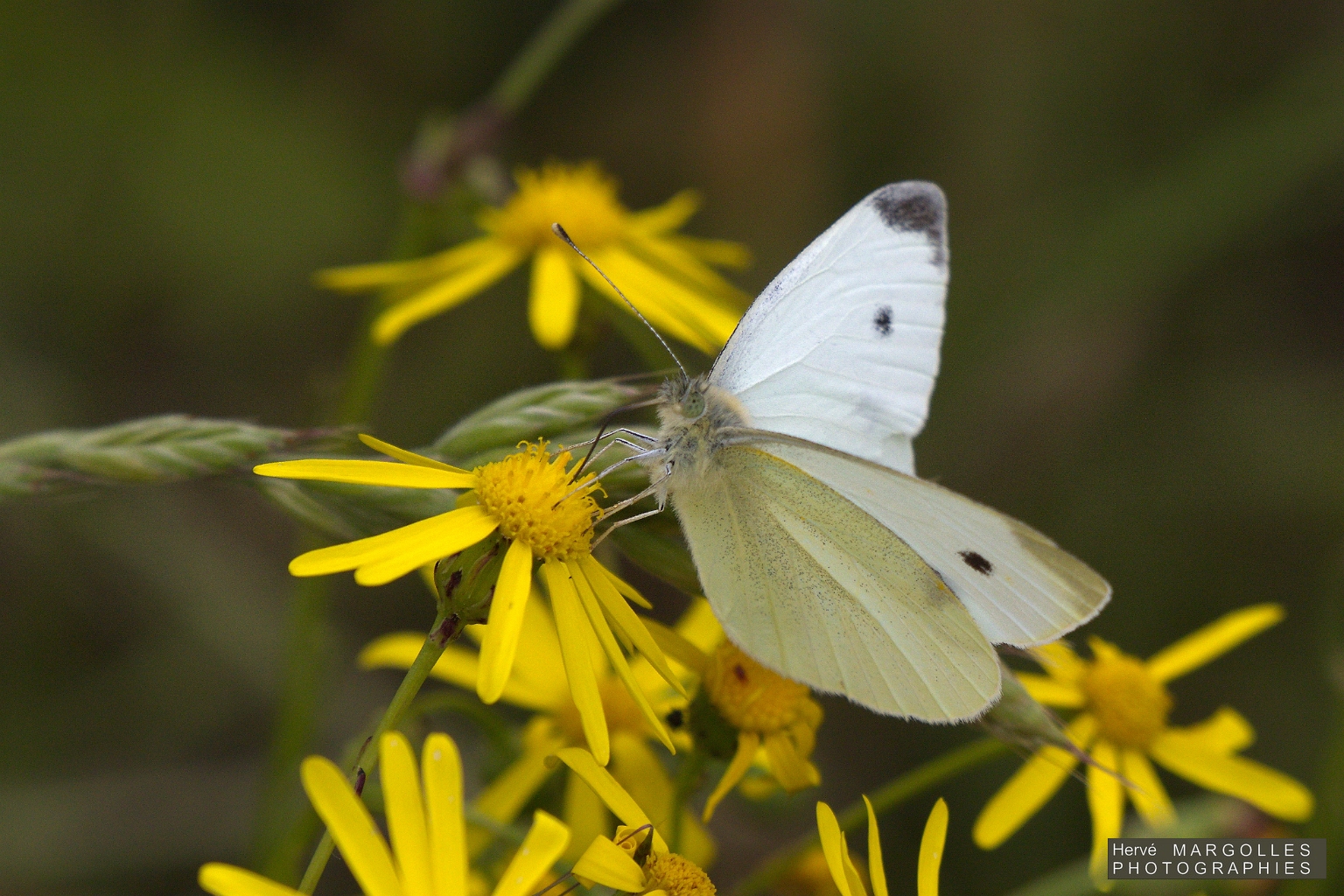 Papillon_Souci-03.jpg