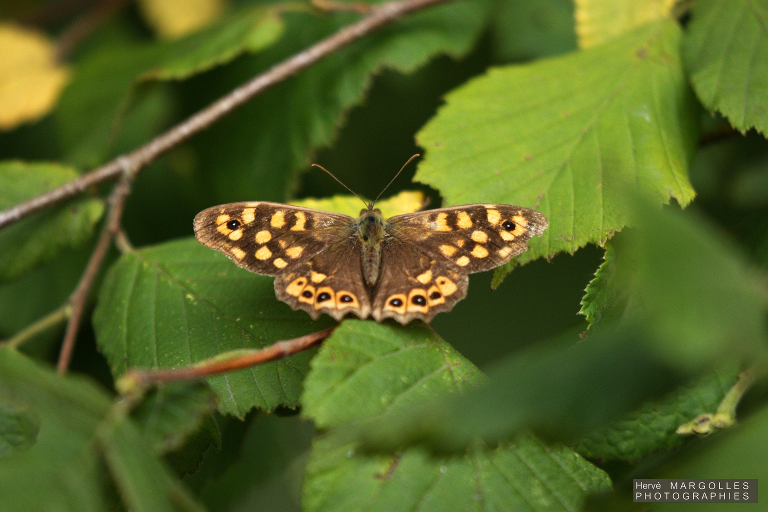 Papillon_Tircis-01.jpg