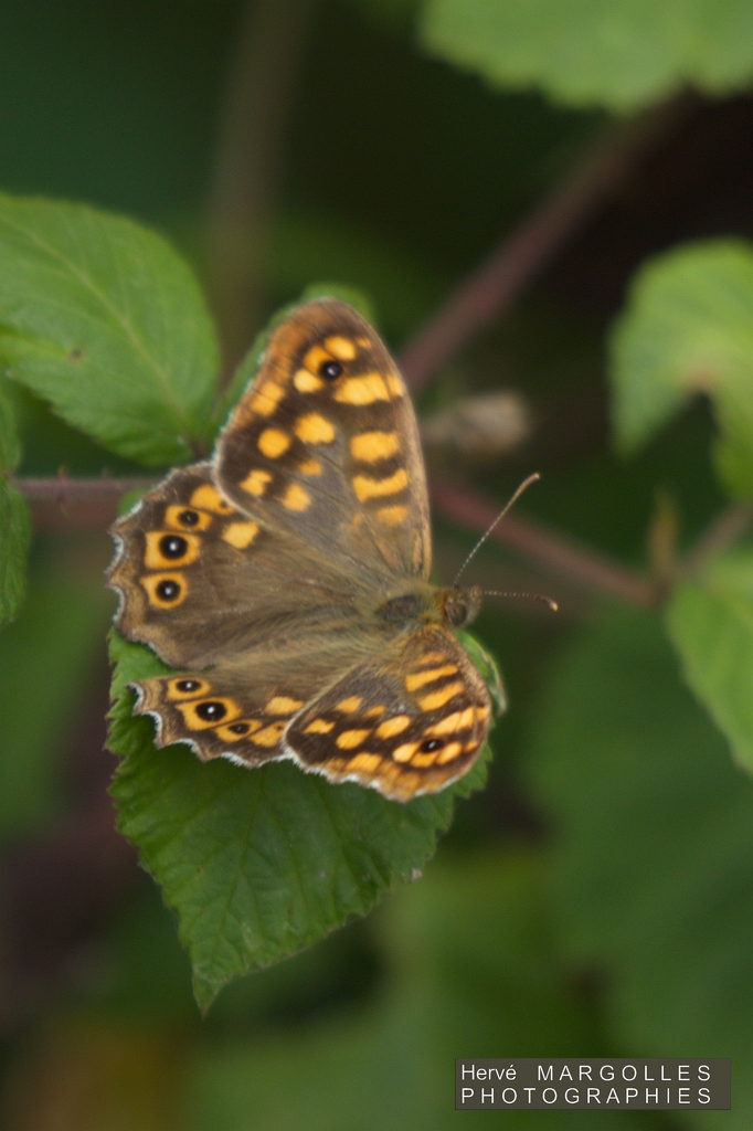 Papillon_Tircis-02.jpg