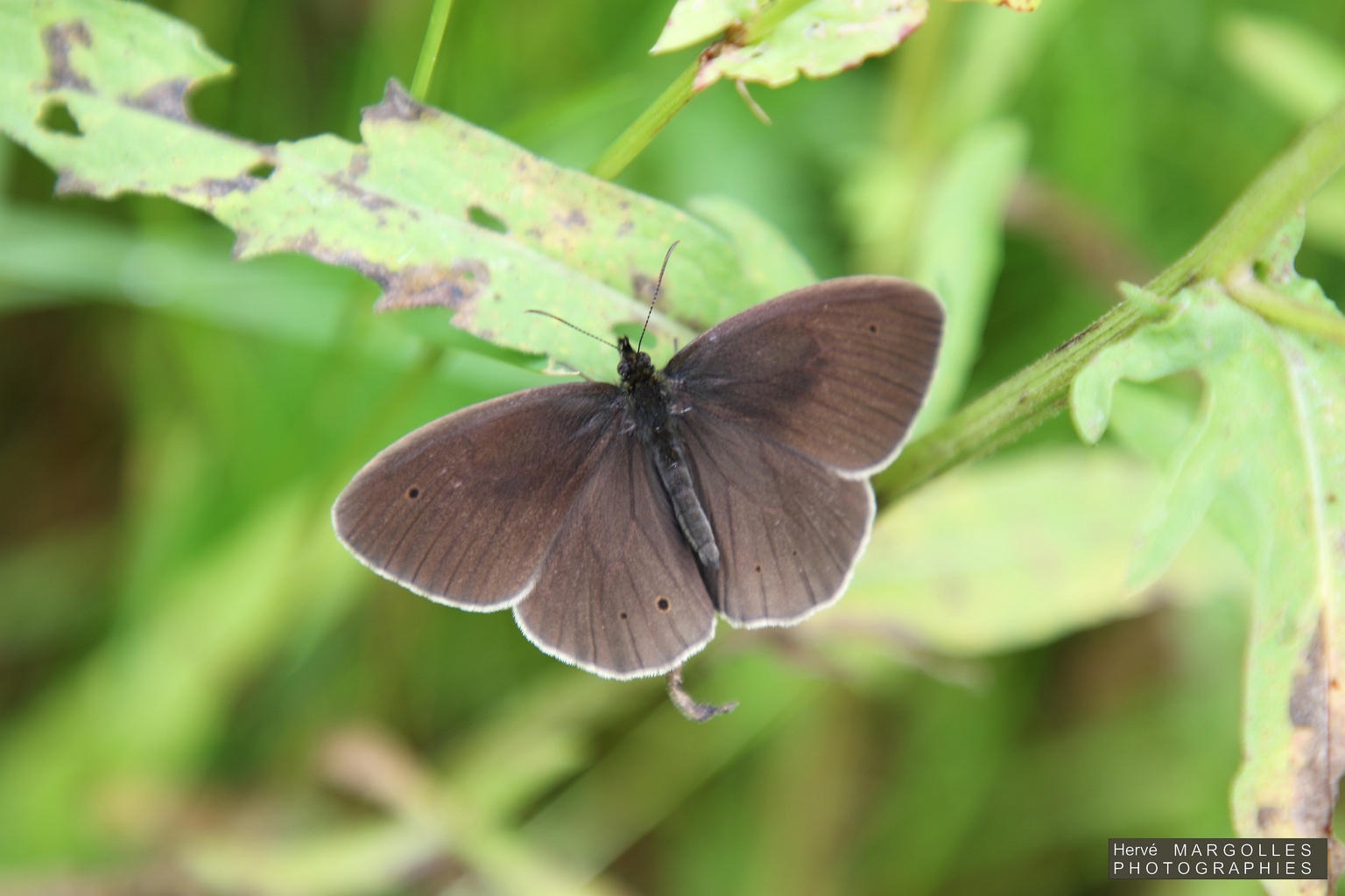 Papillon_Tristan.jpg