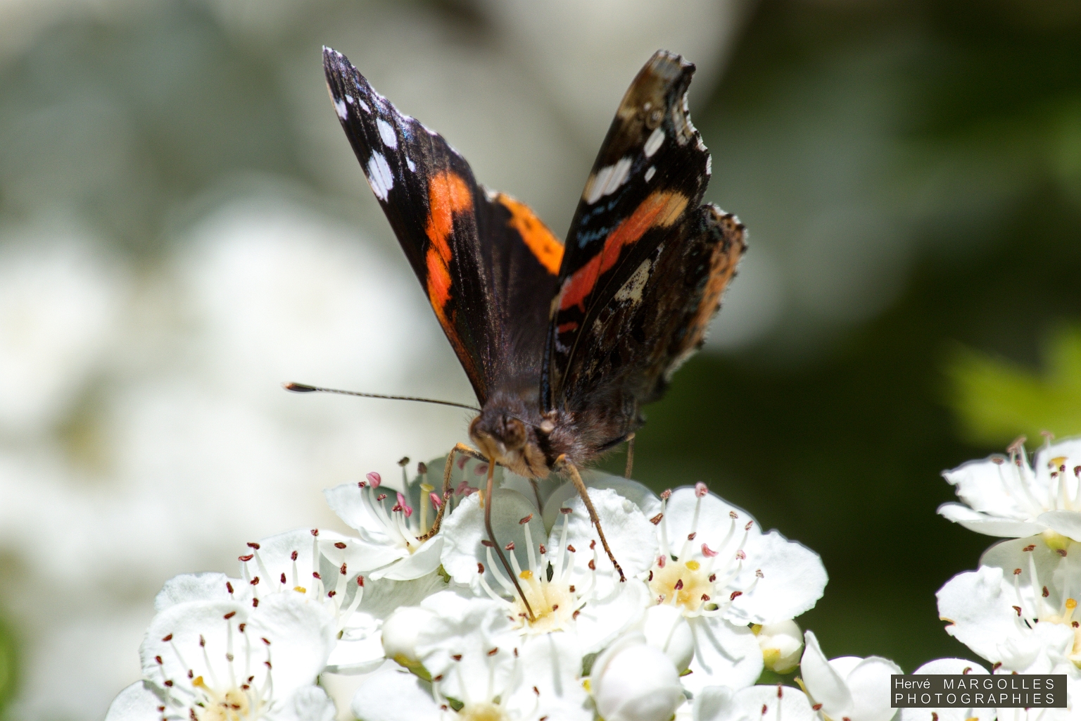 Papillon_Vulcain.jpg