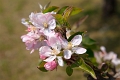 Abeille-01