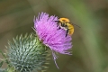 Abeille-02