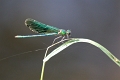 Libellule-02