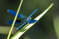 Libellule-03
