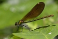 Libellule-04