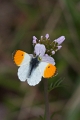Papillon_Aurore