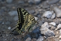 Papillon_Machaon_01