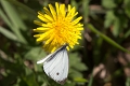 Papillon_Souci-02
