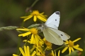 Papillon_Souci-03