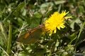 Papillon_Souci