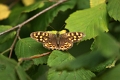 Papillon_Tircis-01