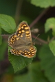 Papillon_Tircis-02
