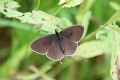 Papillon_Tristan