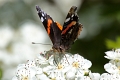 Papillon_Vulcain