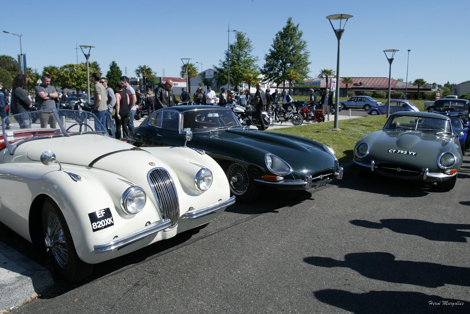 Jaguar-04.jpg