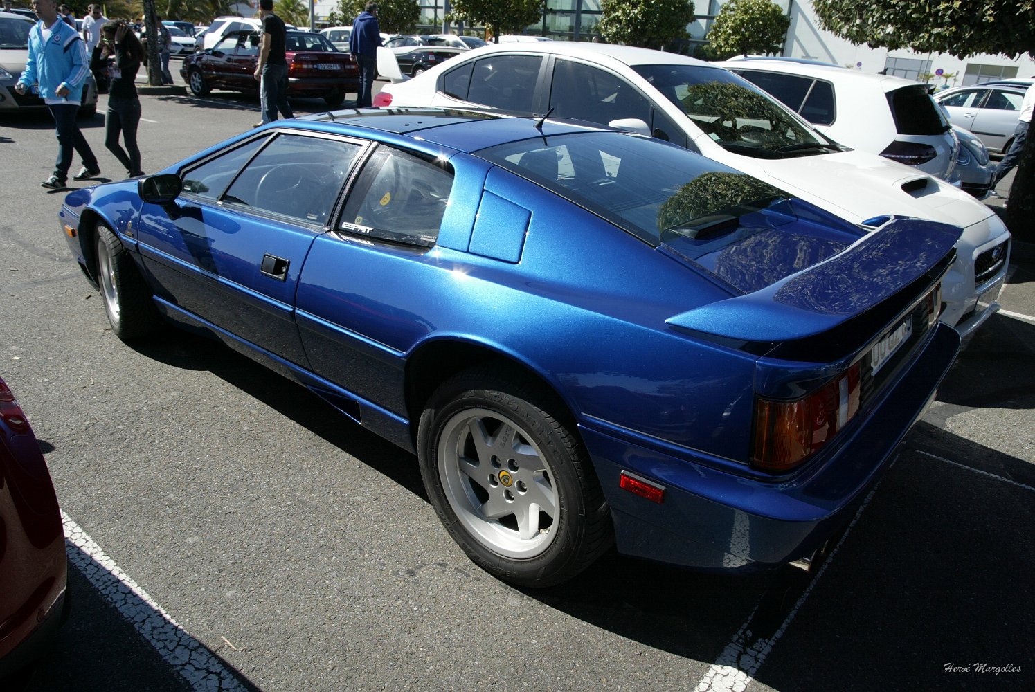 Lotus-02.jpg
